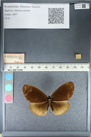 Media type: image;   Entomology 161147